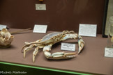 <center>Muséum d’Histoire Naturellei.</center>Crabe bleu américain. Capturé au large de Port La Nouvelle, 2020.