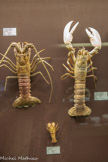 <center>Muséum d’Histoire Naturellei.</center>Petite cigale, langouste rouge, homard européen.
