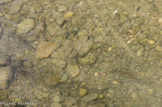<center>Les Trois Ponts. </center> Poissons du canal.