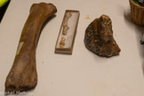 <center>Châteaurenard</center>Un os de cheval, des os d'une phalange d'ours des cavernes, une molaire de mammouth.