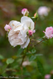 <center>Les jardins d'Albertas</center>Les roses Jardin d'Albertas. Les fleurs rosées ont le caractère des roses anciennes, les pétales harmonieusement disposés et pointus se déploient en donnant beaucoup de légèreté. Son parfum, bien que léger, rappellera les senteurs des roses du Bengale pour son raffinement. Ce rosier fleurira vaillamment en 4 ou 5 vagues successives, jusqu'aux premières gelées.