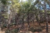 <center></center><center>  L'île Verte</center> Au milieu des arbres, on rencontre des trous de bombes.