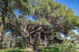 <center>Le château de la Moutte</center>Le parc recèle des arbres majestueux : pins séculaires, palmiers washingtonia, magnolias grandiflora, cyprès chauves et les essences exotiques l’agrémentent comme la plupart des villas du Second Empire. Démosthène OLLIVIER plantera surtout des palmiers. On les trouve sous la forme d’une magnifique palmeraie ou sous la forme d’alignements.