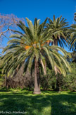 <center>Le château de la Moutte</center>Un palmier washingtonia.