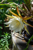 <center>Gassin.</center>Le jardin privé L'Hardy-Denonain est classé remarquable. Epiphyllum.