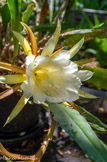 <center>Gassin.</center>Le jardin privé L'Hardy-Denonain est classé remarquable. Epiphyllum.