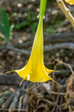 <center>Gassin.</center>Le jardin privé L'Hardy-Denonain est classé remarquable. Brugmansia jaune.