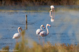 <center>Salin des Pesquiers. </center> Flamants roses. Leur couleur vient des pigments caroténoïdes présents dans les algues et les crustacés qu'ils consomment.