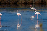 <center>Salin des Pesquiers. </center> Flamants roses. Leur couleur vient des pigments caroténoïdes présents dans les algues et les crustacés qu'ils consomment.