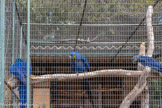 <center>Le Jardin zoologique tropical</center>Ara hyacinthe.
Anodorhynchus hyacinthinus. Ordre : Psittaciformes. Famille : Psittacidée. Amérique du sud : forêts et savanes arborées. 
Espèce menacée.
Végétarien : graines et fruits. 
50 ans dans la nature et plus de 70 ans en parc animalier.
Cet oiseau est le plus grand des aras. Son bec est actionné par des muscles puissants. Ce qui lui permet de briser les coques les plus dures des noix, mais aussi les graines des palmiers. Ces aras sont gravement menacés par la déforestation et le commerce illégal comme animaux de compagnie.