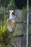 <center>Le Jardin zoologique tropical</center>Cacatoès soufré.
Cacatua sulphurea.
Ordre : Psittaciformes Famille : Cacatuidés.
Où vivent-ils ?
Indonésie: Cultures, Savanes arborées et forêts.
Sont-ils protégés ?
Espèce en annexe 1, menacée.
Comment vivent-ils ?
Végétarien : graines et fruits
30 ans dans la nature et jusqu'à 50 ans en parc animalier
Le cacatoès soufré est aussi nommé petit cacatoès à huppe jaune. Aujourd'hui protégés, ces oiseaux intelligents ont souvent été capturés pour approvisionner te marché des animaux de compagnie. Les populations sauvages doivent à présent faire face à la destruction rapide de leur habitat naturel.