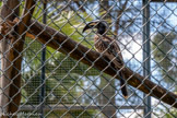 <center>Le Jardin zoologique tropical</center>Calao à bec noir.
Tockus nasutus.
Ordre : Bucérotiformes Famille : Bucérotidés.
Où vivent-ils ?
Afrique subsaharienne : Forêts tropicales et savantes arborées.
Comment vivent-ils ?
Omnivore : petits animaux (insectes et reptiles), fruits.
10 ans dans la nature et jusqu'à 20 ans en parc animalier.
Ces oiseaux vivent en couple et recherchent leur nourriture dans les feuillages et parfois au sol. Ces calaos choisissent une cavité dans un tronc d'arbre pour y installer leur nid. La femelle pond et couve deux à cinq œufs. Le mâle s'occupe de collecter une grande quantité d'insectes pour l'élevage des jeunes.