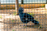 <center>Le Jardin zoologique tropical</center>Goura couronné.
Goura cristata.
Ordre : Columbiformes. Famille : Columbidés.
Où vivent-ils ?
Nouvelle-Guinée forêts de basse altitude
Sont-ils protégés ? Espèce en annexe 2.
Comment vivent-ils ?
Végétarien : graines et fruits.
20 ans dans la nature et jusqu'à 30 ans en parc animalier.
Ce goura est l'un des plus lourds pigeons connus. Le mâle - un peu plus grand que la femelle - peut peser jusqu'à deux kilogrammes. Ces oiseaux passent la plupart de leur temps au sol à la recherche de nourriture. Ils se déplacent en couple ou en petit groupe. La nuit, ils se perchent dans les arbres pour dormir en sécurité. Emblème de la province ouest de la Nouvelle-Guinée, ce pigeon est chassé et devient rare dans son milieu naturel.