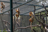 <center>Le Jardin zoologique tropical</center>Singe-écureuil des Guyanes.
Saimiri sciureus sciureus.
Ordre : primates.
Famille : cébidés.
Origine : Guyana, Surinam, Guyane Francaise, Brésil
Habitat : forêts tropicales humides.
Statut: espèce peu menacée. 
Nourriture : fruits, insectes.