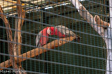 <center>Le Jardin zoologique tropical</center>Perruche rose.