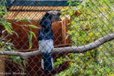 <center>Le Jardin zoologique tropical</center>Calao à joues grises
Bycanistes subcylindricus.
Ordre : Bucërotiformes. Famille : Bucërotidés
Où vivent-ils ?
Afrique de l'ouest et Afrique centrale : Forêts tropicales.
Sont-ils protégés ? Espèce non annexée.
Comment vivent-ils ?  Omnivore : fruits et petits animaux (insectes et reptiles).
20 ans dans la nature et plus de 40 ans en parc animalier.
Ces oiseaux se retrouvent dans plusieurs types d'habitats forestiers. Vivant en couple, ils choisissent une cavité dans un arbre ou une falaise pour installer leur nid. Le mâle se charge de rechercher la nourriture pour nourrir la femelle et les jeunes qui restent dans le nid pendant trois mois