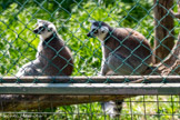 <center>Le Jardin zoologique tropical</center>Maki Catta
Lemur Catta
Ordre: Primates.
Famille: Lemuridés.
Origine : Madagascar (Sud - Ouest).
Habitat : Forêts épineuses Forêt sèches. Statut: Espèce quasi menacée (UICN.2008)
Nourriture : Fruits Feuilles Ecorces, Invertébrés