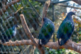<center>Le Jardin zoologique tropical</center>Pigeon de Nicobar
Caloenas nicobarica 
Ordre : Columbiformes
Famille : Cacatuidés
Aire répartition : Sud-est asiatique
Habitat : Forêts tropicales humides et mangroves
Nourriture : Fruits, graines et insectes
Statut : Quasi-menacé (UICN)
Principalement terrestre ce pigeon est le plus proche parent du dodo de l’île Maurice.
Les pigeons de Nicobar aiment à s'exposer au soleil, même par forte chaleur.