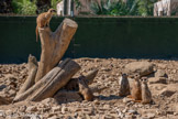 <center>Le Jardin zoologique tropical</center>Les suricates creusent quotidiennement de longues galeries et des chambres souterraines. Leurs griffes des membres antérieurs sont adaptées à cette activité.
Une vue persante. Permettant de distinguer un prédateur, à plus d’un kilomètre de distance.
Un sens aigu de la communication
Les suricates, afin de coordonner leurs activités, ont élaboré un système de communication évolué. Les individus communiquent entre eux par une vaste gamme de vocalisations. Mais aussi par l'émission de substances odorantes qu'ils déposent sur les roches et végétaux se trouvant sur leur territoire, ainsi que par le changement de posture du corps.