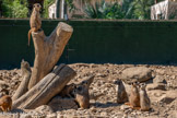 <center>Le Jardin zoologique tropical</center>Suricate
Suricata suricatta
Famille : Hespertidée. Ordre : Carnivores.
Habitat : Zones désertiques et semi-désertiques.
Aire d'Origine : Afrique du Sud, Namibie, Botswana, Angola..
Espérance de vie : 5 à 7 ans dans la nature, jusqu'à plus de 15 ans en parc animalier.
Régime alimentaire : Petits animaux et végétaux.
Statut de conservation : préoccupation mineure.