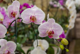 <center>Les orchidées de Michel Vacherot.</center>