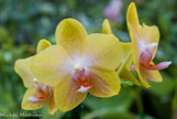 <center>Les orchidées de Michel Vacherot.</center>