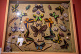<center>La Maison des Papillons.</center>La pièce des papillons exotiques.