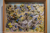 <center>La Maison des Papillons.</center>La salle des papillons de France. Des apollons, des argus bleus, des aurores avec les bouts des ailes orangé, des colias australis jaunes, un gazé blanc à droite avec un citron de Provence, un citron jaune (Gonepteryx cleopatra)  à gauche
