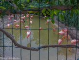 <center>Parc Animalier et Botanique de Sanary</center>Flamands roses.