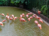 <center>Parc Animalier et Botanique de Sanary</center>Flamands roses.