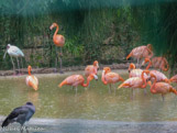<center>Parc Animalier et Botanique de Sanary</center>Flamands roses.