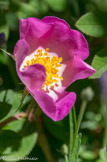 <center>Valsaintes. </center> Parmi la centaine de roses botaniques (rosiers sauvages), 5 poussent naturellement en France : Rosa gallica, Rosa canina (églantier), Rosa pimpinellifolia, Rosa sempervirens, Rosa glauca. Elles présentent en commun une corolle de petite taille à cinq pétales et des couleurs allant du blanc au rose foncé. Elles ne sont pas remontantes, et fleurissent donc une seule fois par an. Certaines sont à port arbustif ou buissonnant, d'autres ont un port grimpant. Ici la rosa Gallica.