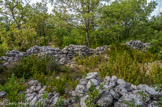 <center>Le mur de la peste</center>